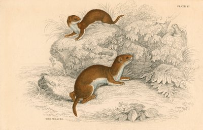 Gelincik Putorius nivalisMustela vulgaris, en küçük Avrupa etoburu, 1828 by Unbekannt