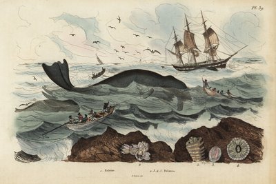 Kuzey Atlantik sağ balinasını avlayan balina avcıları, Eubalaena glacialis, nesli tükenmekte olan 1 ve midyeler 2-5. Baleine, Baleneler by Unbekannt
