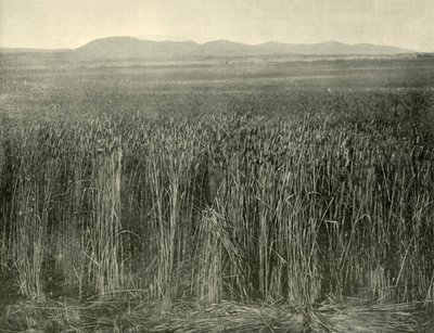 Buğday Tarlası, Canning Downs, Queensland, 1901. by Unbekannt