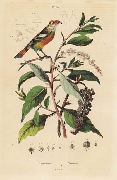 Beyaz uçlu bitki kesici, Phytotoma rutil Phytolacca americana, Amerikan pokeweed by Unbekannt