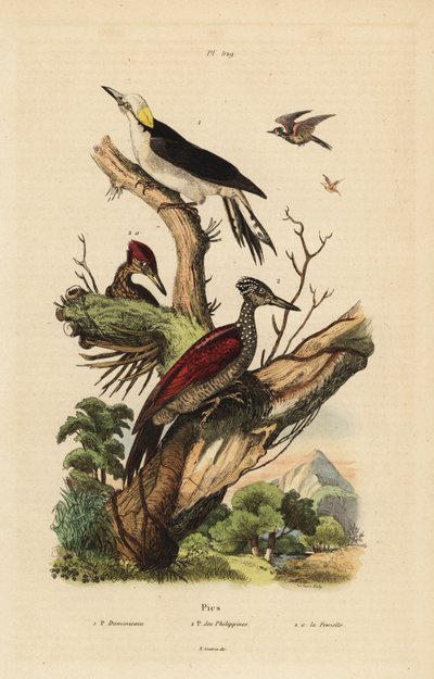 Beyaz ağaçkakan, Melanerpes candidus, Filipin cüce ağaçkakan, Yungipicus maculatus, erkek ve dişi by Unbekannt