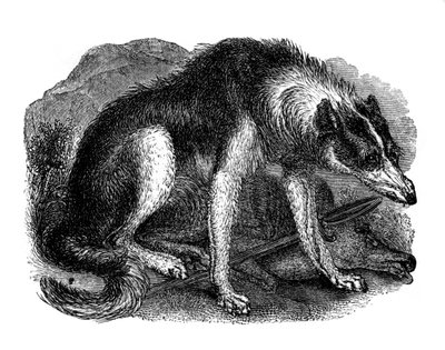 Kurt köpeği, 1848 by Unbekannt