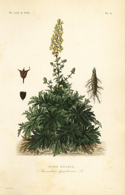 Kurt felaketi veya kurtboğan, Aconitum lycoctonum, Aconit sal-loup by Unbekannt