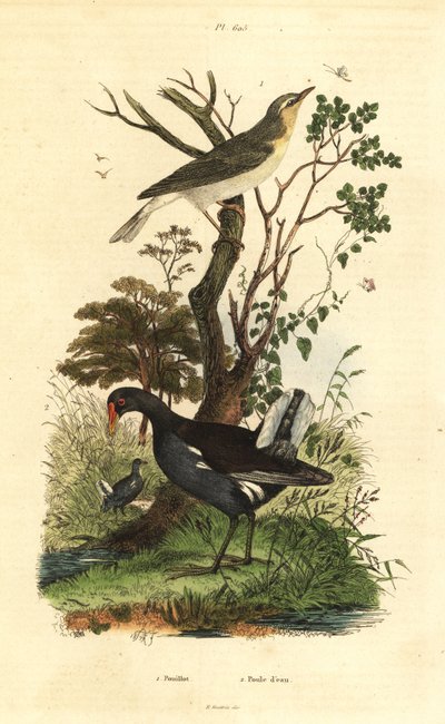 Ahşap ötleğen, Phylloscopus sibilatrix ve moorhen, Gallinula chloropus by Unbekannt