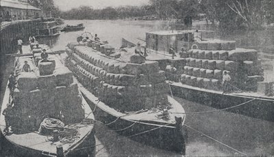 Murray Nehri