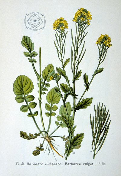 Sarı roket, 1893 by Unbekannt