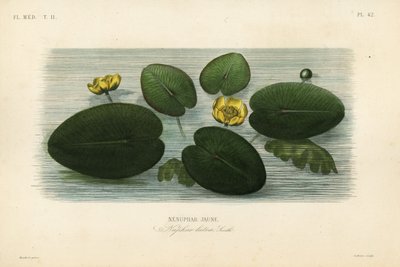 Sarı nilüfer, Nuphar lutea, Nenuphar lutea, Nenuphar jaune by Unbekannt