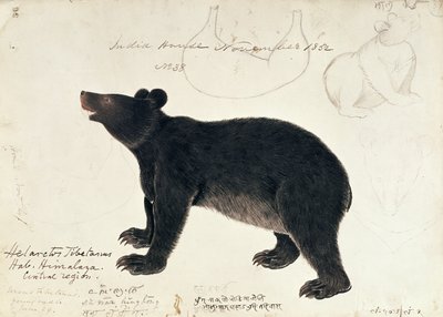 Asya Kara Ayısı Ursus Tibetanus