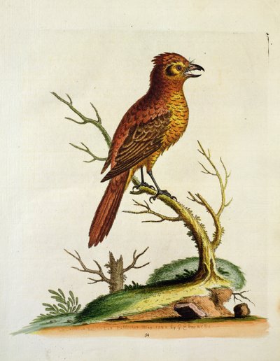 Hint Büyük Tepeli Bulcher Kuş, pub. Mayıs 1742, G.E. Inard by Unbekannt Unbekannt