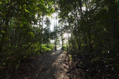 Camp Leaky, Tanjung Puting Ulusal Parkı, Central Kalimantan, Borneo, Endonezya tarafından ormandaki yol by Unbekannt Unbekannt