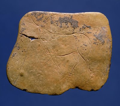 Ren geyiği, kireçtaşı üzerine kazıma çizimi, Paleolitik, Magdalenian V, Laugerie Basse