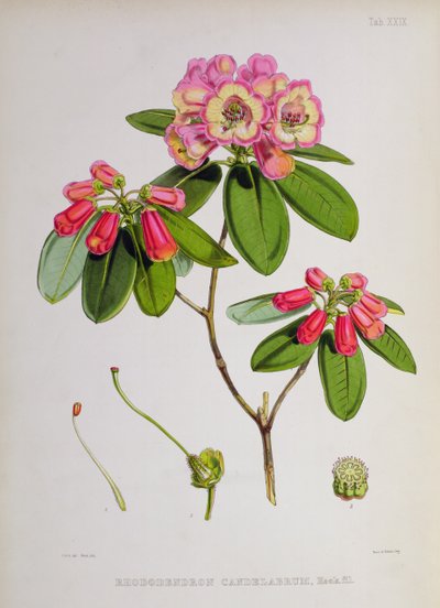 Rhododendron: Candelabrum, `The Rhododendrons of Sikkim-Himalaya