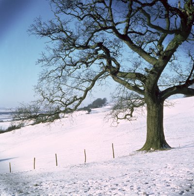 Kış manzarası, Hockley Downs, Essex by Unbekannt Unbekannt