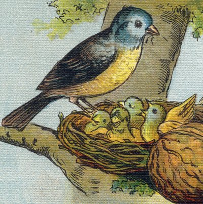 Bir kuş yavrusunu yuvada besler. "Alphabet de ma petite fille" gravürü. Bernardin-Bechet ve Fils, kitapçı-yayıncılar, Paris, 1895 civarı. Tuval üzerine kırılmaz albüm. Bibliotheque des babes. 12 sayfa. Bir okuma yöntemi ve bir illu içeren albüm by Unbekannt