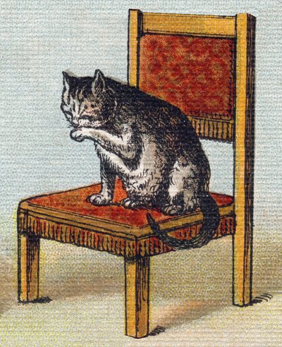Sandalyede bir kedi. "Alphabet de ma petite fille" gravürü. Bernardin-Bechet ve Fils, kitapçı-yayıncılar, Paris, 1895 civarı. Tuval üzerine kırılmaz albüm. Bibliotheque des Bebes. 12 sayfa. Bir okuma yöntemi ve açıklayıcı bir abeceda içeren albüm by Unbekannt