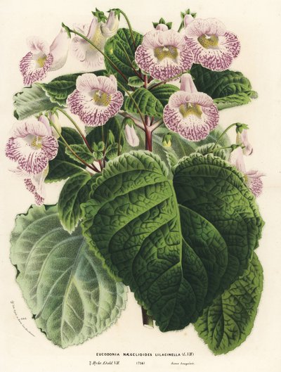 Achimenantha x naegelioides, leylak çeşidi (Eucodonia naegelioides lilacinella). Louis van Houtte ve Charles Lemaire