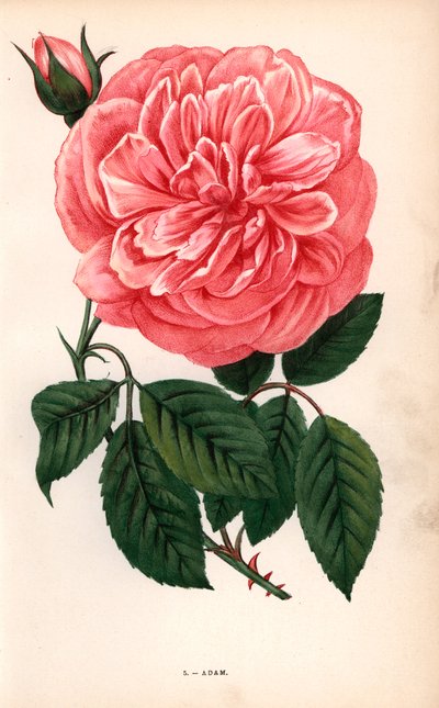  by Unbekannter Künstler