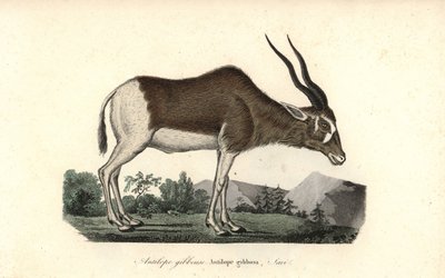  by Unbekannter Künstler