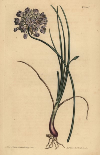 Allium stellerianum (Jonquil yapraklı sarımsak) by Unbekannt