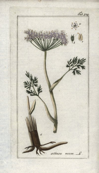 Alp frenk maydanozu veya dağ rezenesi (Meum athamantium). Johannes Zorn