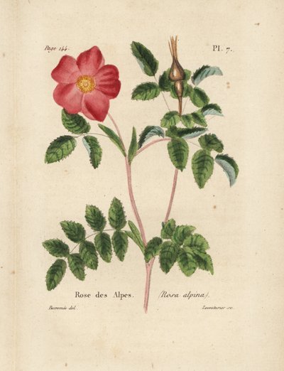 Alp gülü, Alp gülü, Rosa alpina. Pierre Boitard
