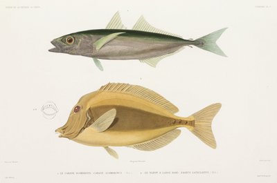 Amberstripe scad ve Razor cerrah balığı by Unbekannter Künstler