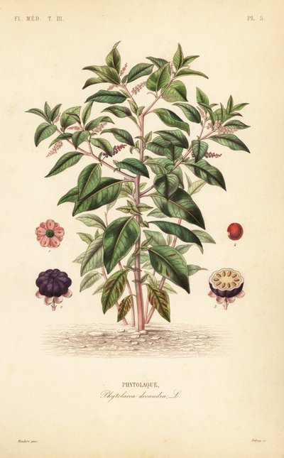 Amerikan pokeweed, Phytolacca americana, Phytolacca decandra, Phytolaque by Unbekannt