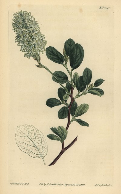 Amerikan wych ela, Fothergilla gardenii (Kör yapraklı fothergilla, Fothergilla alnifolia obtusa) by Unbekannt