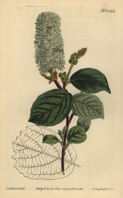 Amerikan wych ela, Fothergilla gardenii (Geniş yapraklı fothergilla, Fothergilla alnifolia major) by Unbekannt