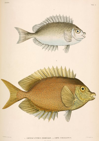 Amphacanthus dorsalis, Amphacanthus corallinus, Endonezya by Unbekannter Künstler