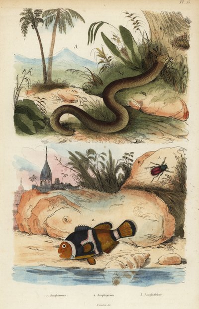 Amphicoma scullelata 1, sırtlı palyaço balığı, Amphiprion polymnus 2 ve beyaz solucan kertenkelesi, Amphisbaena alba 3. Amphiprion laticlavius Amphicome, Amphiprion, Amphisbene by Unbekannt