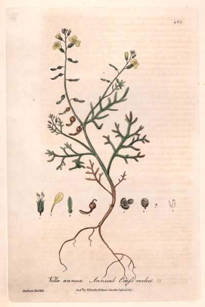 Yıllık Vella (Vella annua) - William Baxter
