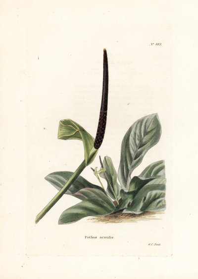 Antoryum kuş yuvası veya antoryum lahanası (Pothos acaulis) - İngiliz Conrad Loddiges Botanical Cabinet dergisi için George Cooke tarafından yapılmış litografi (1738-1826) by Unbekannter Künstler
