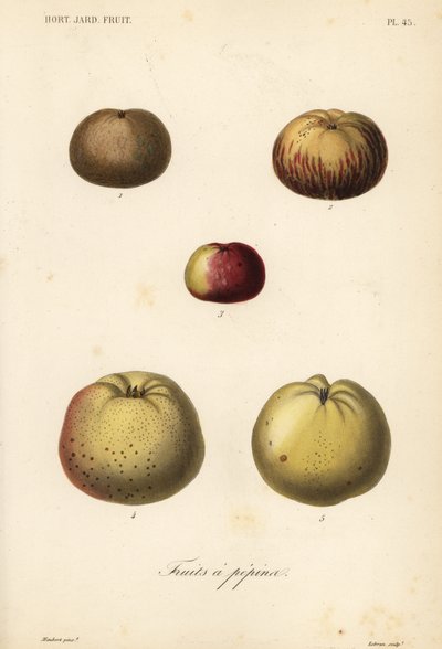Elma çeşitleri, Malus pumila by Unbekannt