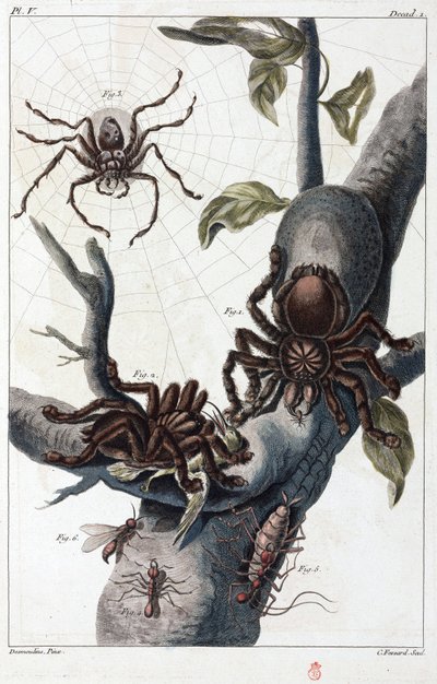 Surinam kuş yiyen örümcek ve tarantula by Unbekannt