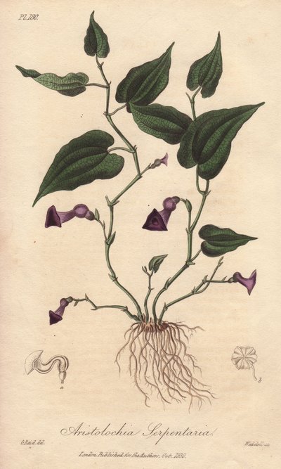Aristoloche (Aristolochia serpentaria) - John Stephenson ve James Morss Churchill