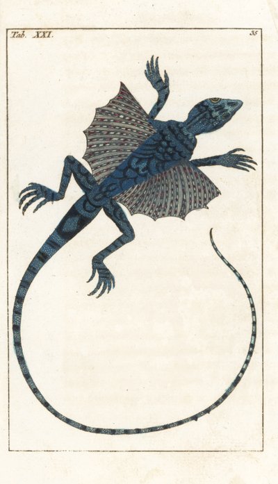 Asya Uçan Kertenkelesi - Forte Water, Gottlieb Tobias Wilhelm (1758-1811), Encyclopedie of Natural History