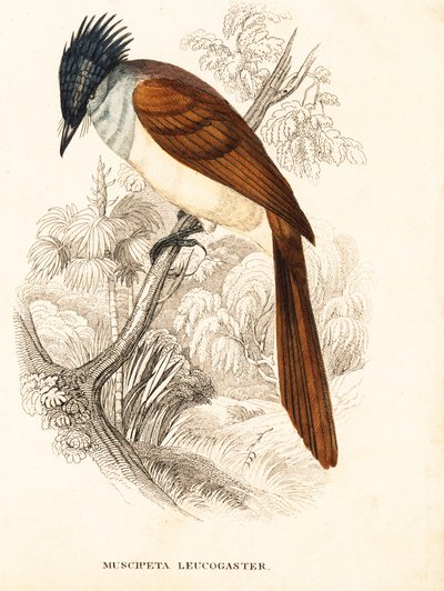 Asya cennet sinekkapan kuşu (Himalaya), Terpsiphone paradisi leucogaster (Muscipeta leucogaster). Georg Friedrich Treitschke