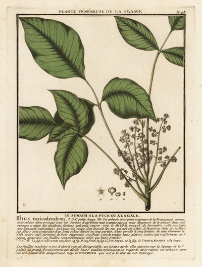 Atlantik zehirli meşe, Toxicodendron pubescens. by Unbekannter Künstler