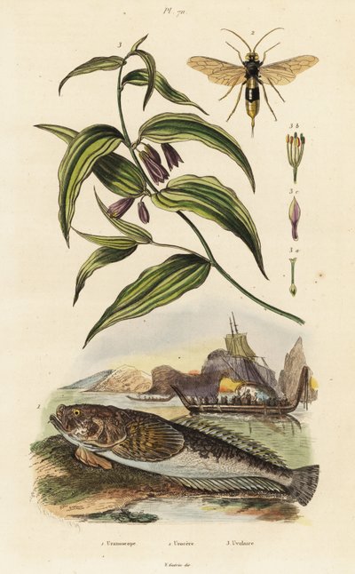 Atlantik yıldız gözlemcisi, odun arısı ve Çin Peri Çanları, by Unbekannter Künstler