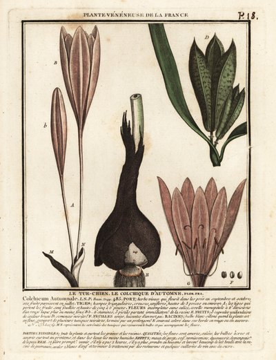 Safran sonbaharı, Colchicum sonbaharı. by Unbekannter Künstler