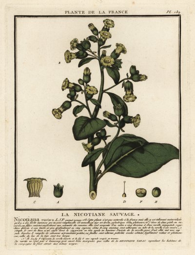 Aztek tütünü, Nicotiana rustica. by Unbekannter Künstler