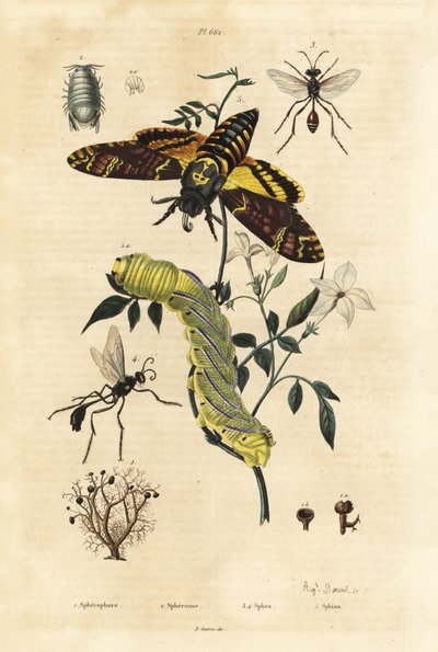 Top liken, Sphaerophorus globulus 1, Dynamene kabuklu 2, kazıcı eşekarısı, Sphex türleri 3,4 ve Afrika ölümünün baş şahin güvesi, Acherontia atropos ve tırtıl 5 by Unbekannt