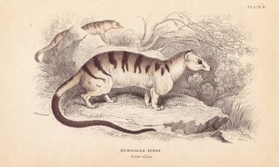Bantlı palmiye misk kedisi, Hemigalus derbyanus (Hemigalea zebra). Tehdit altında. William Jardine