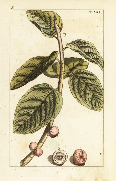 Meyveli Banyan incir dalı, Ficus benghalensis. by Unbekannter Künstler