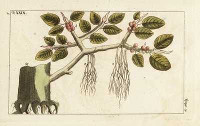 Hava kökleri olan Banyan incir ağacı, Ficus benghalensis. by Unbekannter Künstler