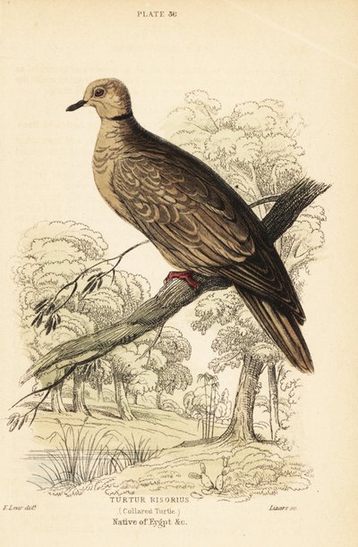 Berberi güvercini, Streptopelia risoria. 1889 (gravür) by Unbekannter Künstler