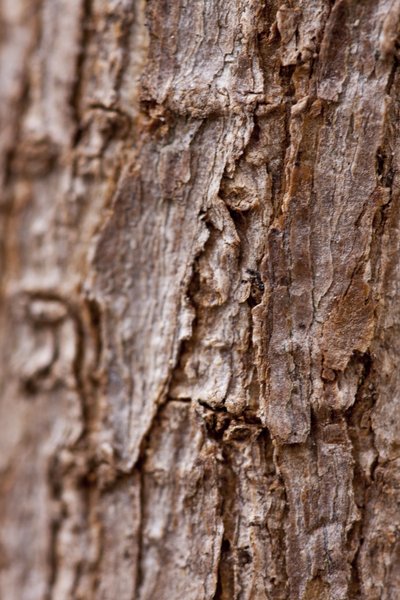 Kabuk II (fotoğraf) by Unbekannter Künstler