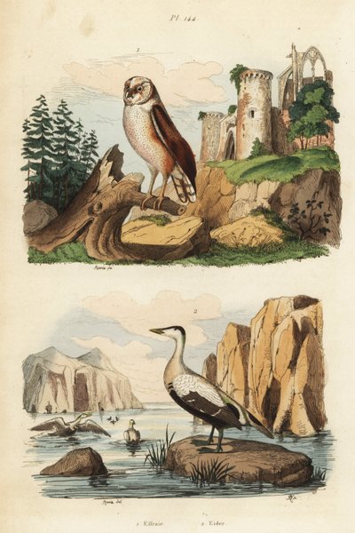 Peçeli baykuş, Tyto alba ve kuş tüyü ördek, Somateria mollissima by Unbekannt