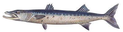 Barracuda - Büyük barracuda (Sphyraena barracuda) by Unbekannter Künstler